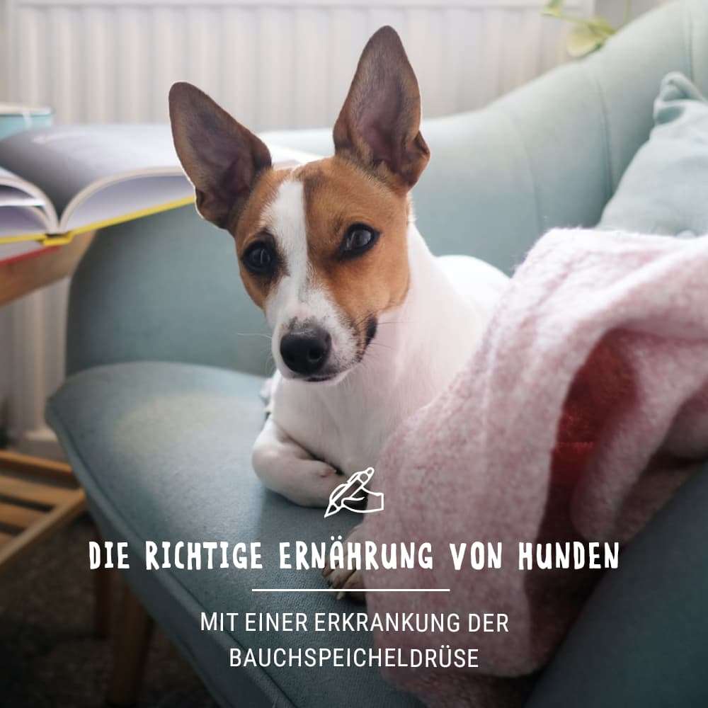 Bauchspeicheldrüsenentzündung beim Hund
