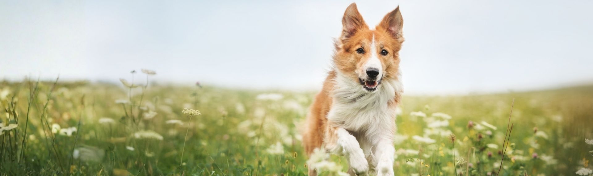 2025-10 Tag des Hundes - Desktop