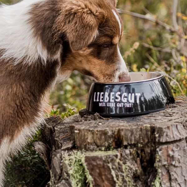 Hund trinkt aus Napf mit Liebesgut Schriftzug für den Ratgeber erwachsene Hunde von Liebesgut Tiernahrung