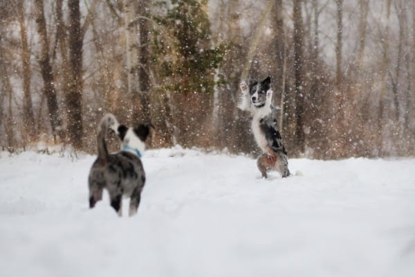 Vorsicht Hundebesitzer: Streusalz und Co ist Tortur für Hundepfoten!