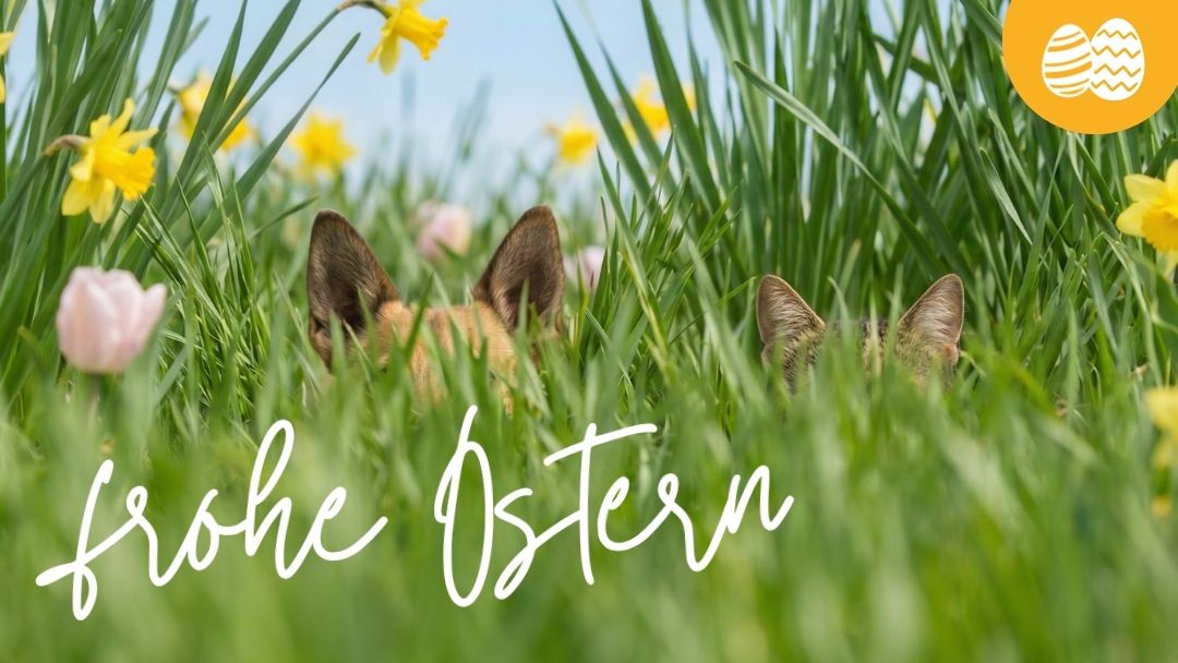 LG-2026-KW1415 OsternGlcksrad Shop-Header Mobile DE