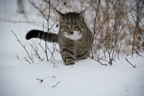 Winterzeit = Erkältungszeit: Erkältungen bei Katzen erkennen, handeln, vorbeugen!