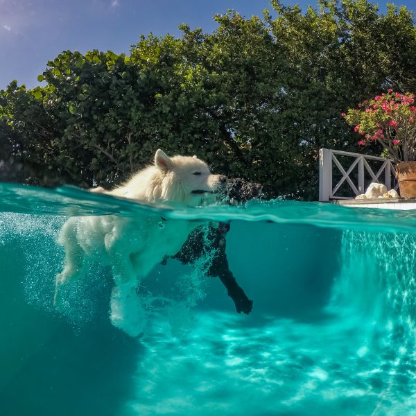 Hund schwimmt im Pool als Szene zum Ratgeber „Sommeraktivitäten“ von Liebesgut-Tiernahrung.
