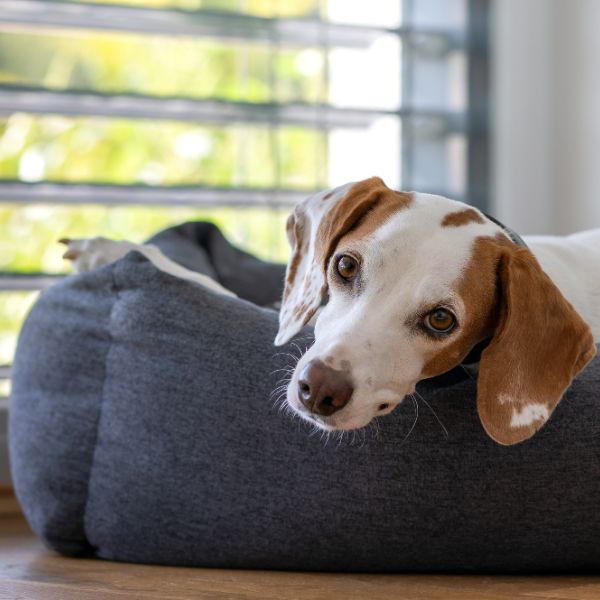 Hund im Körbchen zum Ratgeber „Blähungen beim Hund“ von Liebesgut-Tiernahrung.