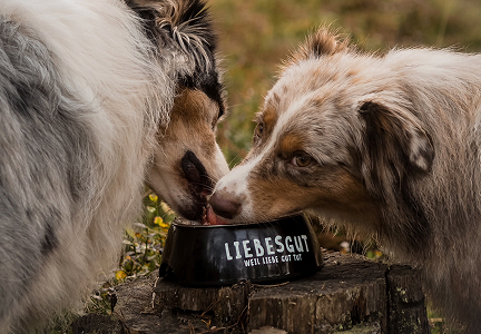 Zufriedenheitsgarantie