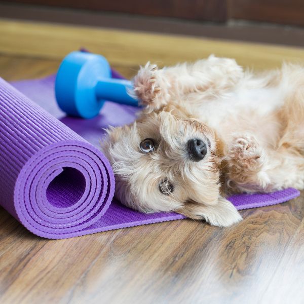Hund auf lila Matte neben Hantel für den Ratgeber Doga Yoga von Liebesgut Tiernahrung