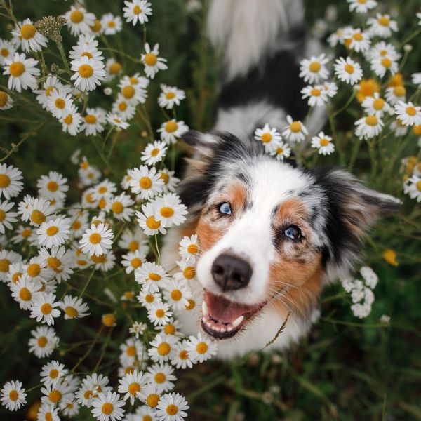 Hund mit blauen Augen steht zwischen weißen Gänseblümchen und blickt fröhlich nach oben von Liebesgut Tiernahrung