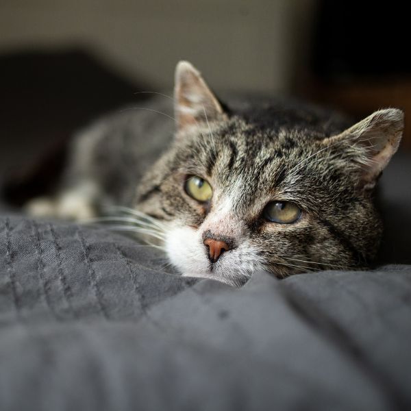 Ältere Katze liegt entspannt auf dunkler Decke und blickt ruhig in die Ferne von Liebesgut Tiernahrung