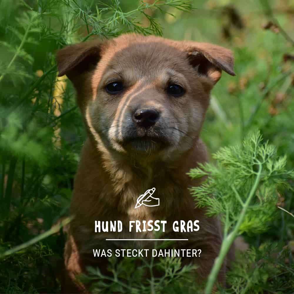 Hund frisst Gras - Bedeutung und was zu tun ist