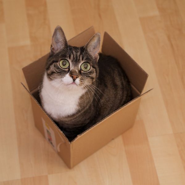 Katze sitzt in Karton für den Ratgeber Eine neue Katze zieht ein von Liebesgut Tiernahrung