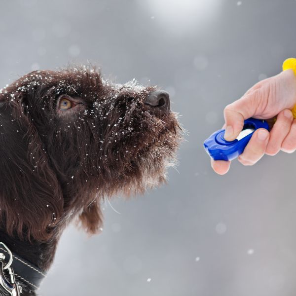 Hund beim Clickertraining im Schnee zum Ratgeber „Clickertraining“ von Liebesgut-Tiernahrung.
