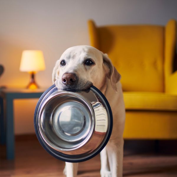 Hund mit leerem Edelstahlnapf im Maul steht vor gelbem Sessel in gemütlichem Wohnzimmer von Liebesgut Tiernahrung