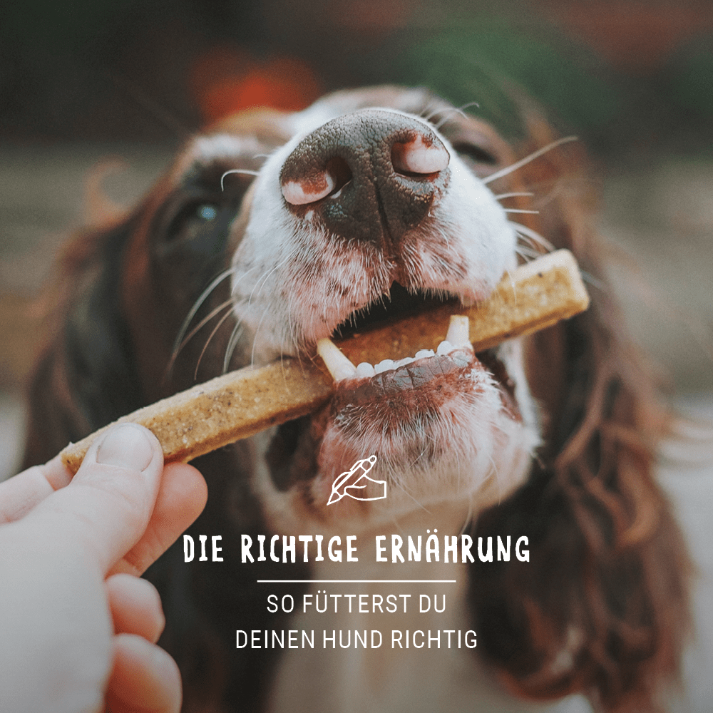 Die richtige Ernährung für deinen Hund!