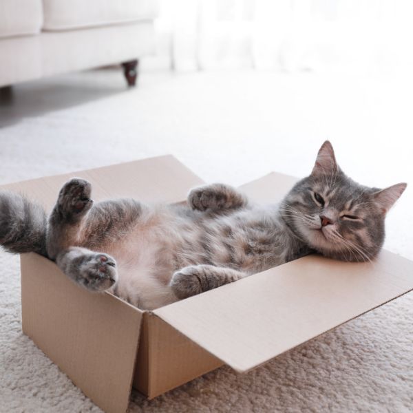 Graue Katze liegt entspannt in offenem Karton auf hellem Teppich in Wohnzimmer von Liebesgut Tiernahrung
