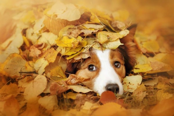 Mit dem Hund gesund und vergnügt durch den Herbst
