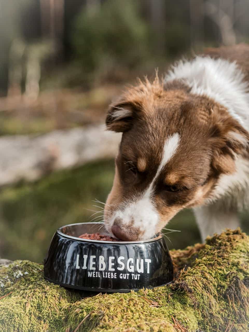 liebesgut_nassfutter_junior_1