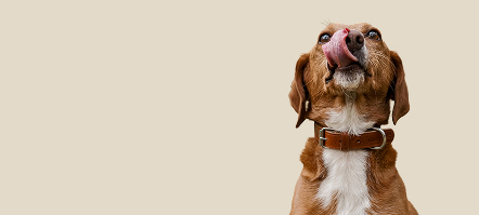 zen-slider-zufriedenheitsgarantie