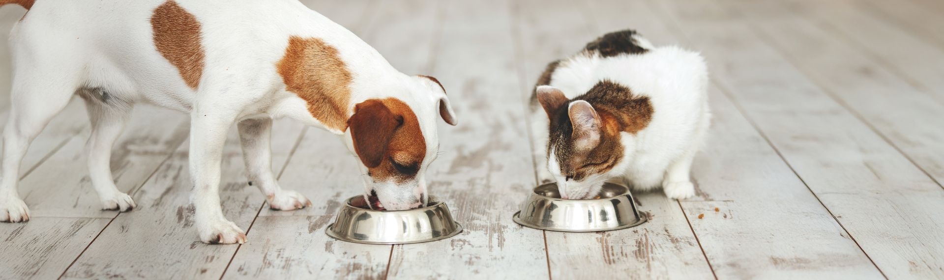 Tierheimaktion 2025 - Header