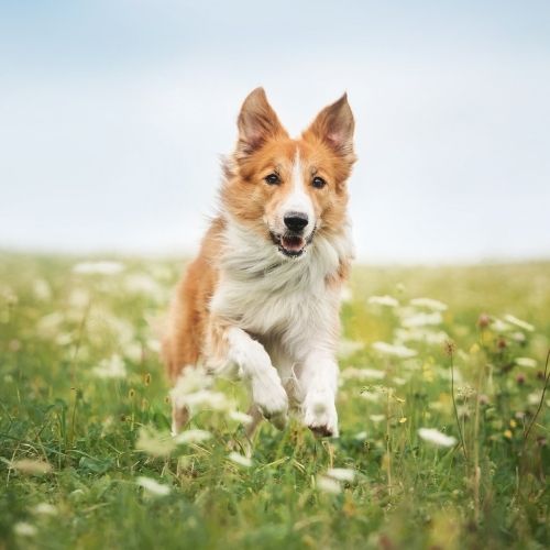 2025-10 Tag des Hundes - Mobile