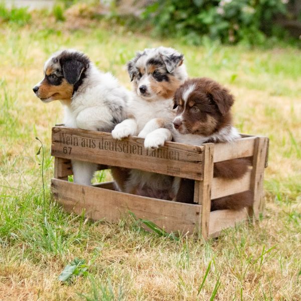 Drei Welpen sitzen in einer alten Holzkiste auf Gras für den Ratgeber Welpe von Liebesgut Tiernahrung