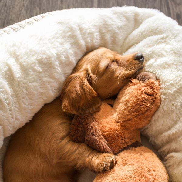 Welpe kuschelt im weichen Körbchen mit einem Stofftier als Motiv für Liebesgut Tiernahrung.