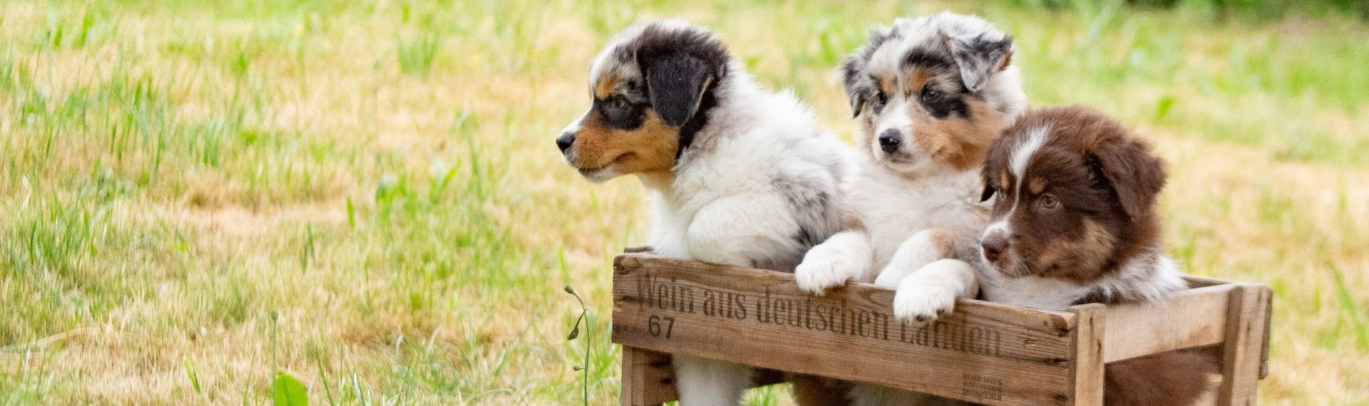 Shopbanner Zchterprogramm Desktop