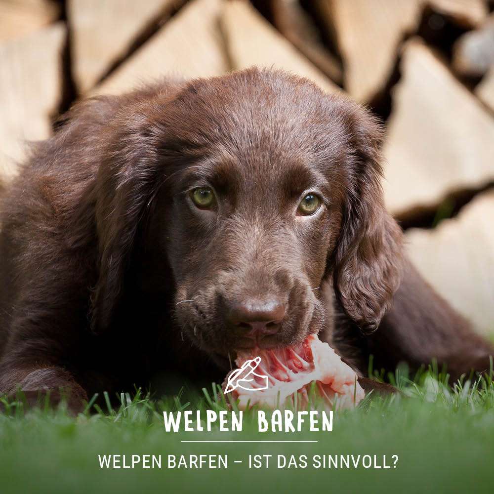 Welpen Barfen - Ist das sinnvoll?