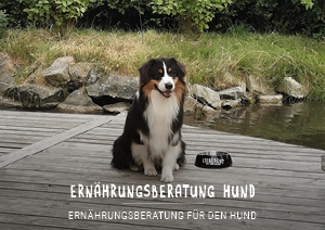 kategoriebilder_ernahrungsberatung_hund_16082022