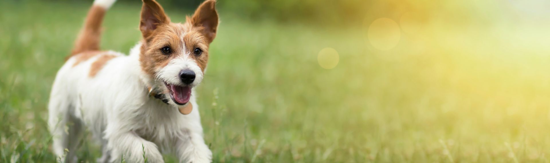Shopbanner Kategorie Vitamine fr Hunde Desktop