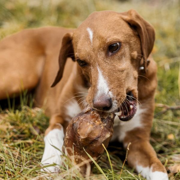 Warum kauen Hunde eigentlich gerne? Warum kauen Hunde eigentlich gerne?
