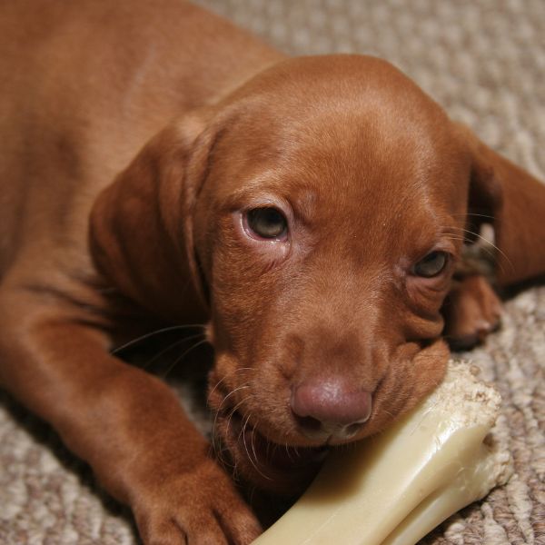 Welpe kaut auf Kauknochen auf Teppichboden, Nahaufnahme mit Fokus auf Gesicht, erstellt für Liebesgut Tiernahrung.
