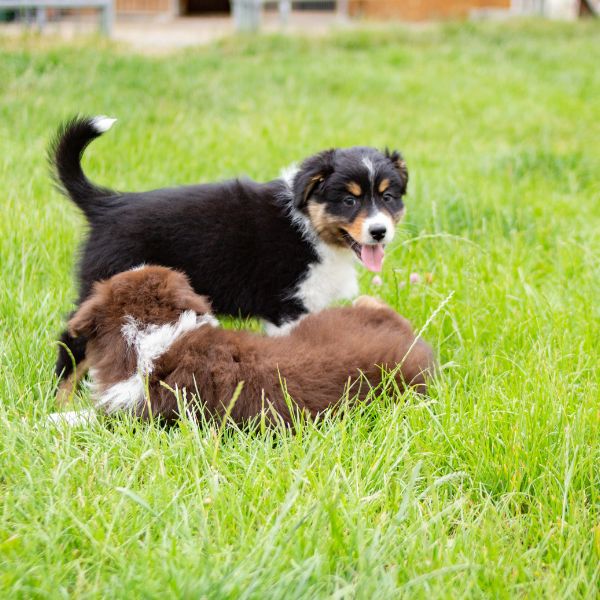 Zwei spielende Welpen im Gras für den Ratgeber Futtermenge berechnen von Liebesgut Tiernahrung