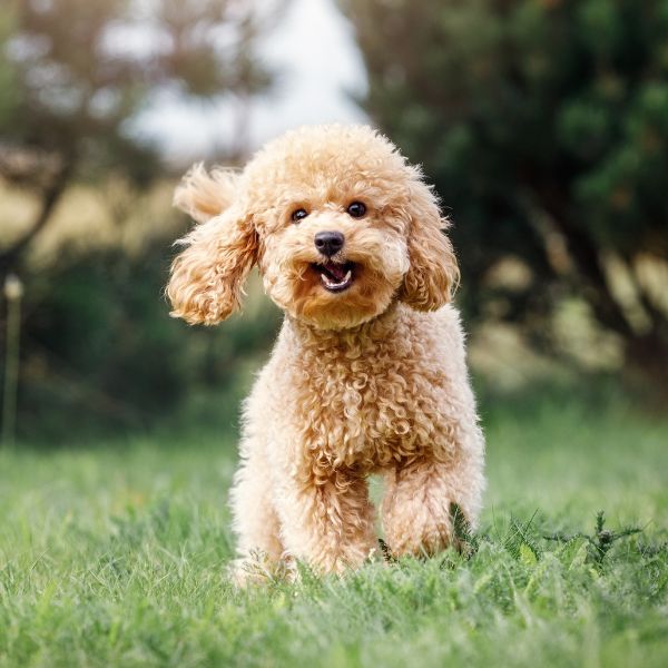 Pudel läuft über eine Wiese vor Bäumen zum Ratgeber Meine Hündin ist läufig von Liebesgut Tiernahrung