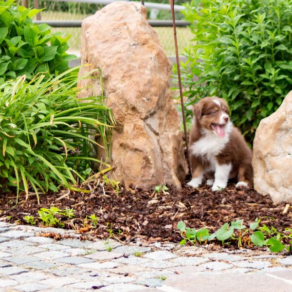 Welpe sitzt zwischen großen Steinen im Garten und wirkt müde oder überfordert, natürliche Szene für Liebesgut Tiernahrung