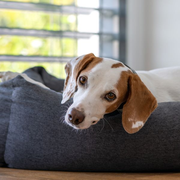 Hund im Körbchen zum Ratgeber „Diabetes bei Hunden“ von Liebesgut-Tiernahrung.