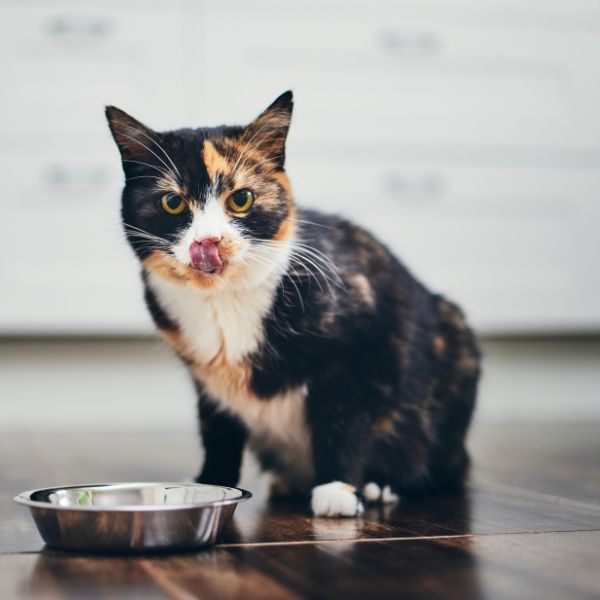Katze sitzt vor Napf und leckt sich die Nase für den Ratgeber alternde Katzen von Liebesgut Tiernahrung