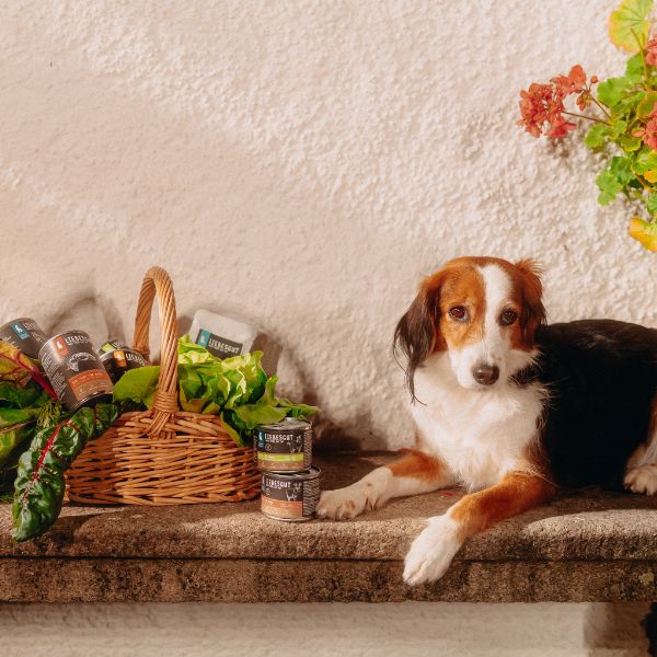 Hund neben Futterschalen und Gemüse für den Ratgeber Fütterungsempfehlung Hunde von Liebesgut Tiernahrung