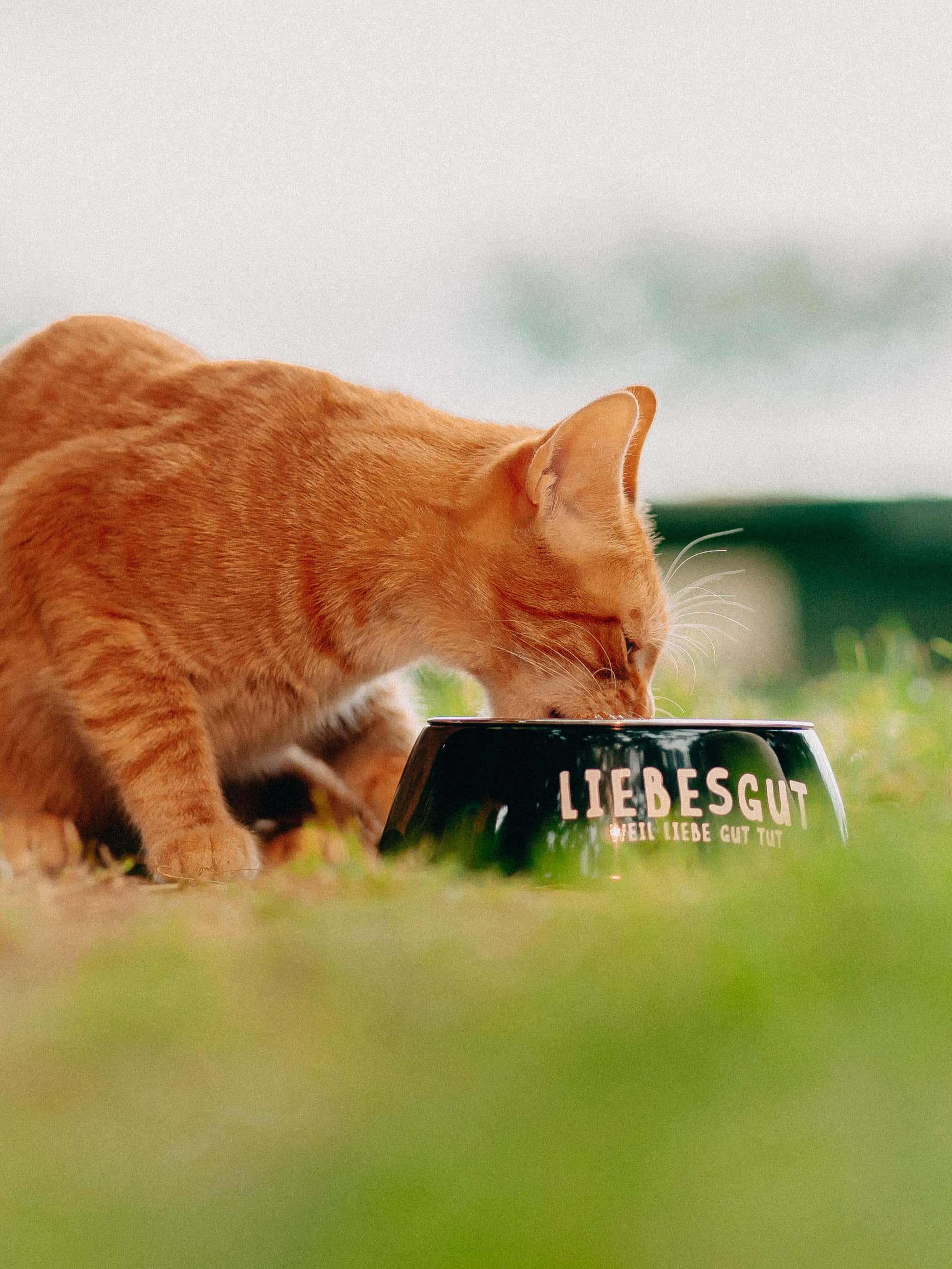 Katzen_Trockenfutter