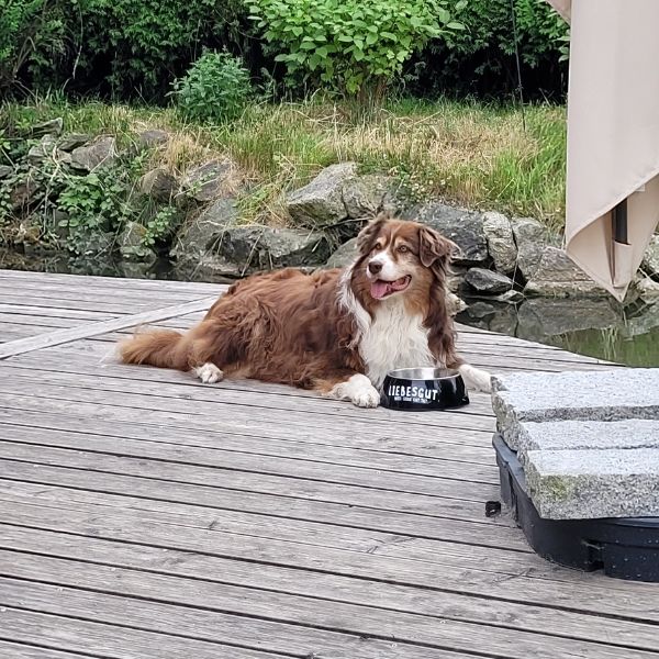 Hund liegt am Steg neben Napf mit Liebesgut Tiernahrung für den Ratgeber zu alternden Hunden