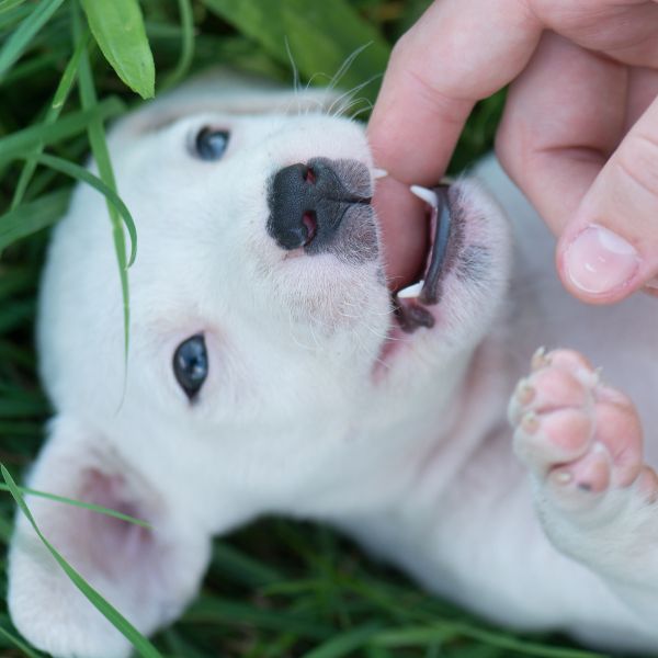Welpe im Gras knabbert spielerisch an einem Finger als Motiv für Liebesgut Tiernahrung.