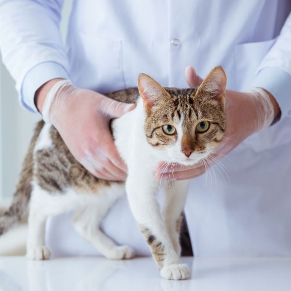 Tierärztin hält eine Katze vorsichtig auf dem Untersuchungstisch, von Liebesgut Tiernahrung