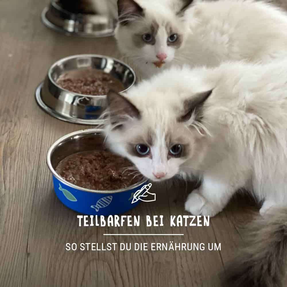 Teilbarfen Katzen - Alles rund um das Thema Barfen