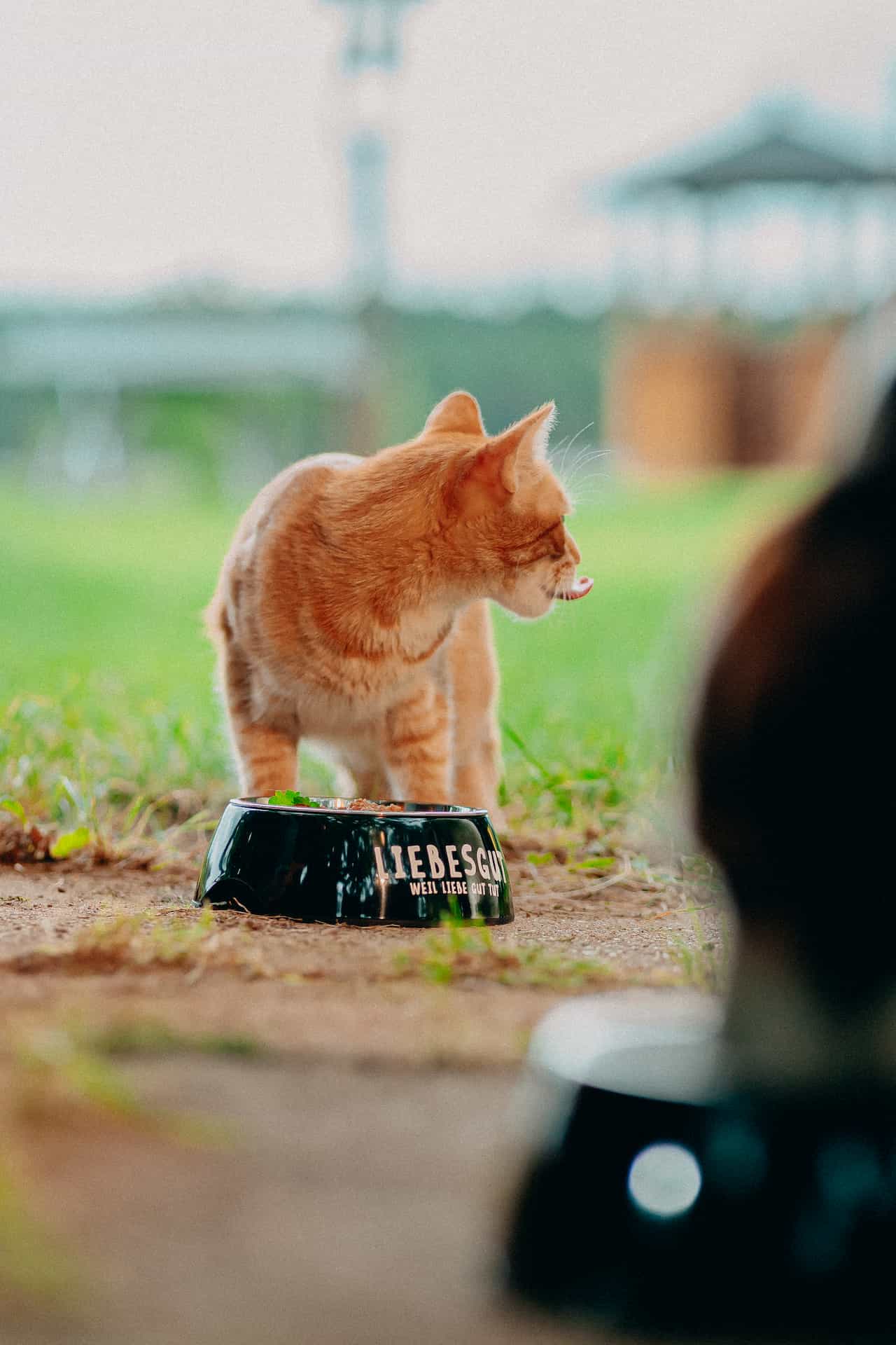 liebesgut_katzenfutter_1 liebesgut_katzenfutter_1