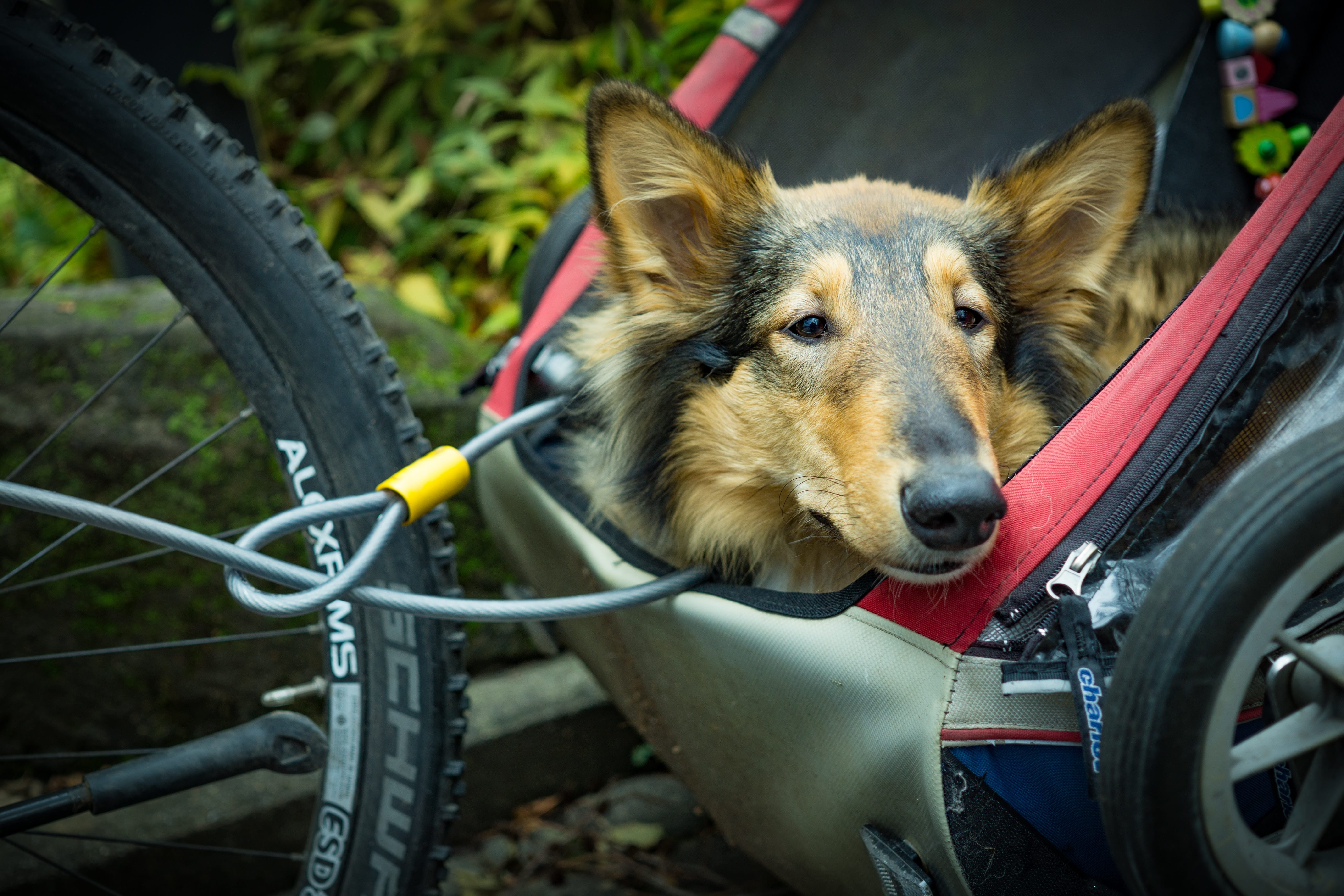 Victor oversvømmelse Anvendt Der ultimative Liebesgut Fahrrad Guide für Dich und Deinen Hund