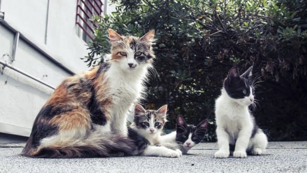 catfamily