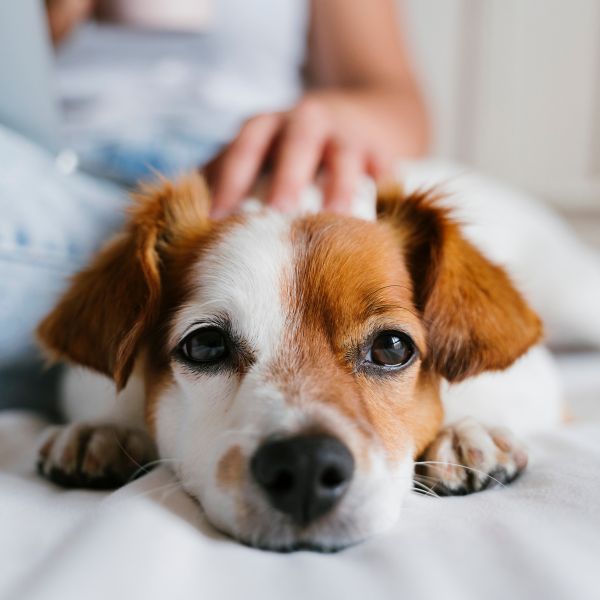 probiotisches hundefutter Probiotic Kausnack - Darmflora natürlich im Gleichgewicht main image 0