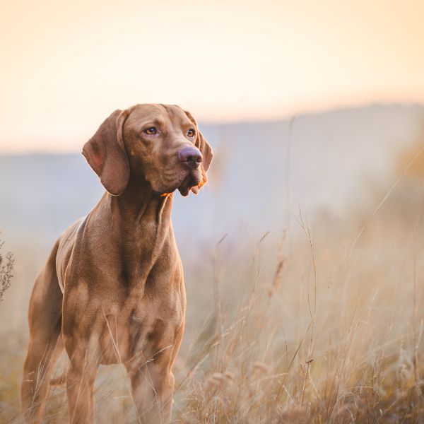 9 Hundejahre Sind Wieviel Menschenjahre Hundejahre in Menschenjahre umrechnen