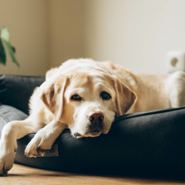 Erhöhte Leberwerte Hund - Ernährung