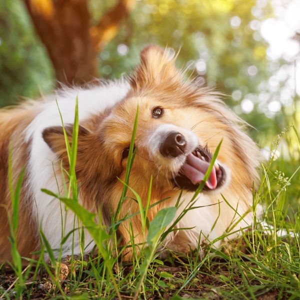 Hund frisst Gras: Wann es harmlos ist und wann nicht