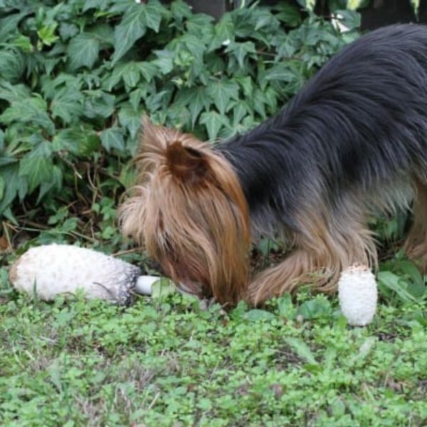 Giftkder: Die versteckte Gefahr fr Hunde!